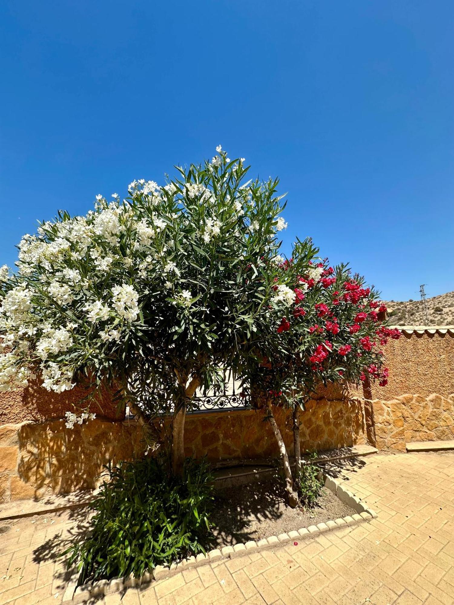 Casa Rural El Pomelo Zurgena Exterior photo